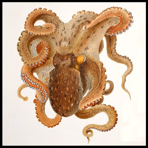 Octopus vulgaris Lam. by peacay