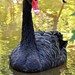 Black Swan in the lagoon deserves her own portrait.