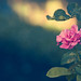 the_rose_you_never_gave_me_by_mebilia-d48i3d6