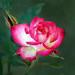 The_beauty_of_a_rose_by_mohaganbev