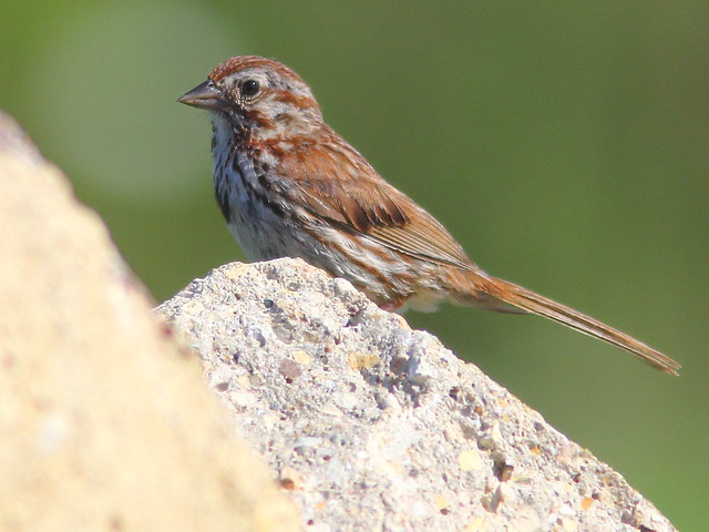 Song Sparrow DPP 20110815