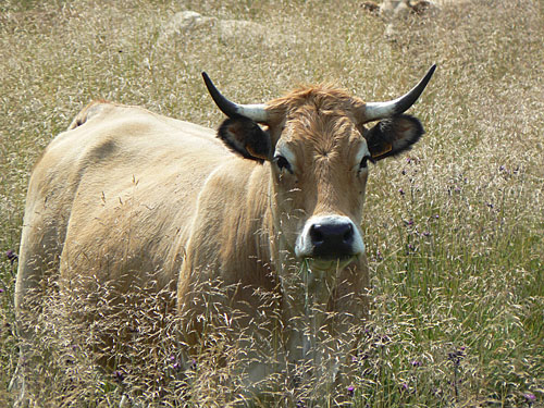 vache dans les herbes 1.jpg