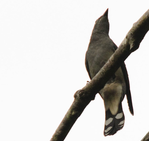 Black-winged-Cuckoo-shrike