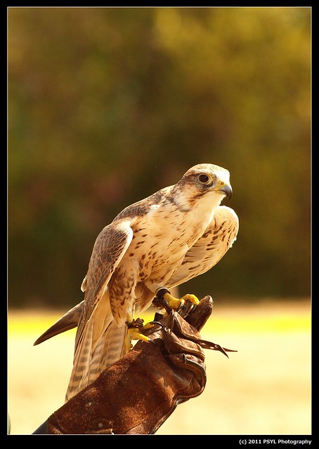 Arrow, the Saker Falcon (Falco cherrug)
