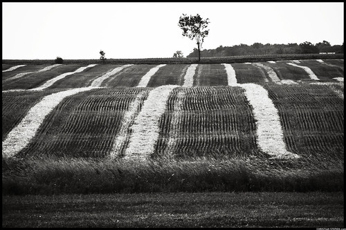 Lined Field & Tree by Christian Stepien.com