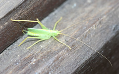 bush cricket, Meconema Thalassinum