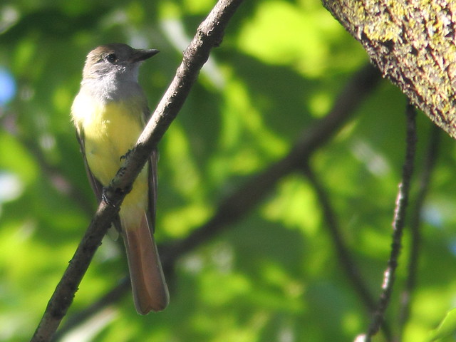 Great Crested Flycatcher 20110829