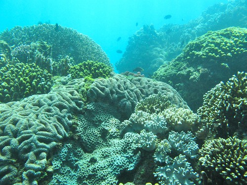 基翬水下生態。（圖片來源：中研院珊瑚礁演化生態暨遺傳實驗室）