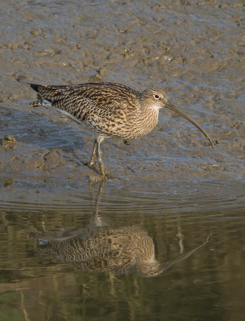 curlew 4