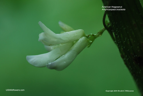 American Hogpeanut - Amphicarpaea bracteata