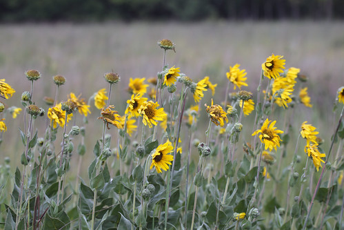 Wildflowers at Deer Run