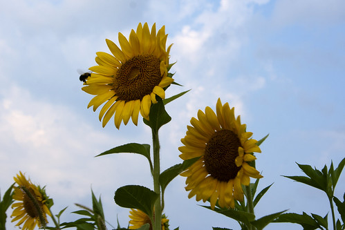 07222011JGW-BannerMarshNorthEastAccess-Sunflowers-Bee_MG_1245