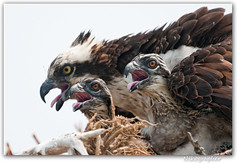 Osprey Mom and 2 Chicks