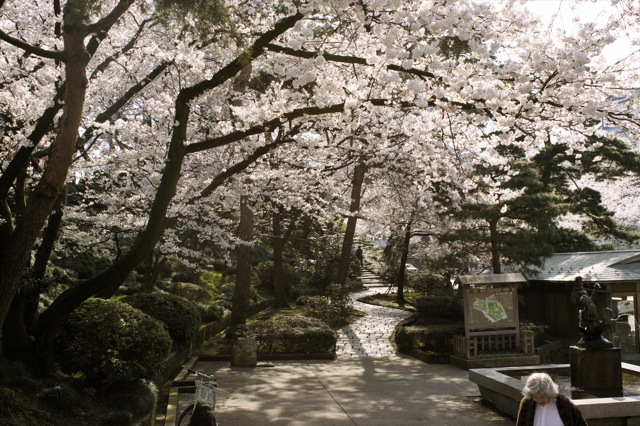 春はひと足ずつ　兼六園の桜