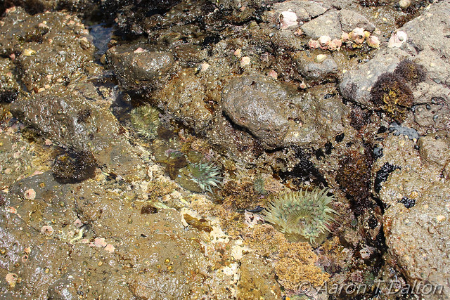 Anemone by Tide Pool