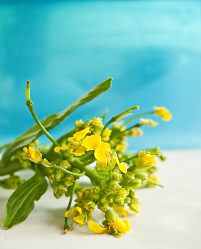IMG_0978 菜心花, Chinese Mustard Green Flowers