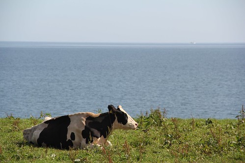 A totally chill cow along Sea of Okhotsk オホーツク海で牛、黄昏れる