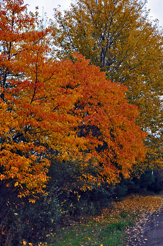 Terree_Yeagle_Fall_Color001