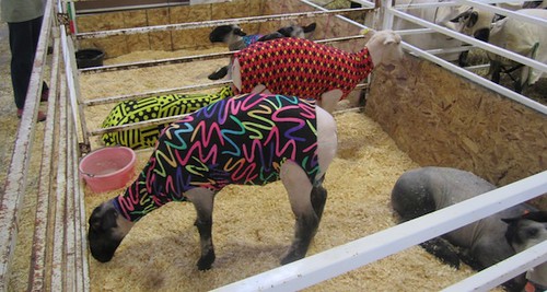 Stylin' sheeps at the Big E 2011