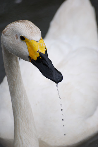 Whopper Swan
