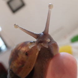 snailsmith Avatar