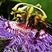 Passion Flower and Bumble Bee (6)