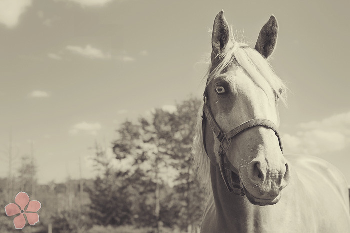 Halifax NS Wedding Portrait Horse Equine photography - Splash & Donna - Nicole Payzant -  (25 of 26)