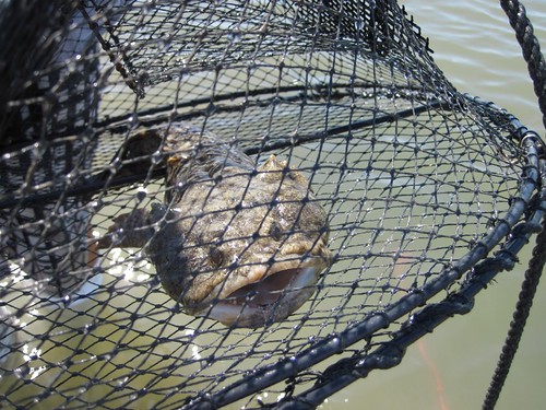 toadfish_in_trap