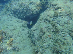 杉原珊瑚礁遭受沉積物覆蓋，魚兒無以為家。楊明哲攝。