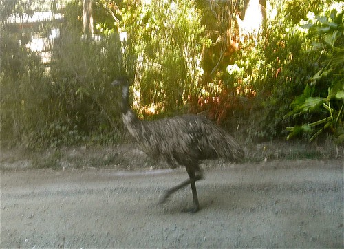 Emu calling