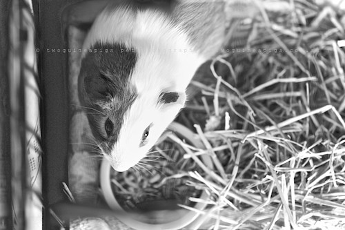 Habitat,guinea pig Gertrude's portrait by twoguineapigs pet photography
