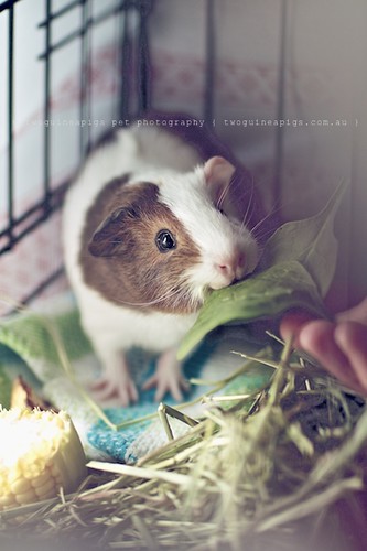 Gertrude, guinea pig Gertrude's portrait by twoguineapigs pet photography