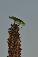 Katydid DSC_7741 by Mully410 * Images