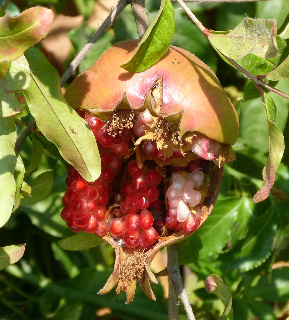 20-08-2011-pomegranate