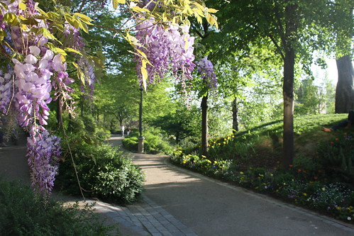 Lilacs in Belleview Park