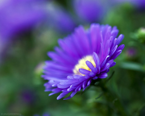 Fall Aster by phoGARDENtog