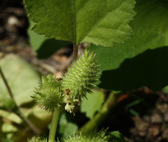 Common Cocklebur blossom