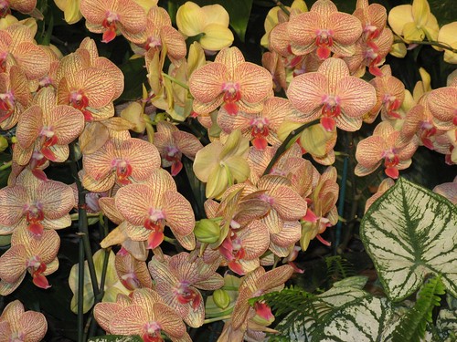 Orchids at the Fair 01