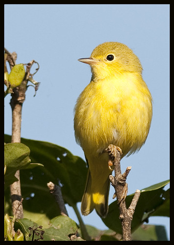 Yellow warbler 5 [Explored!] by Jen St. Louis