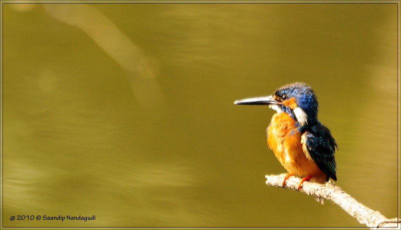 Common-Kingfisher