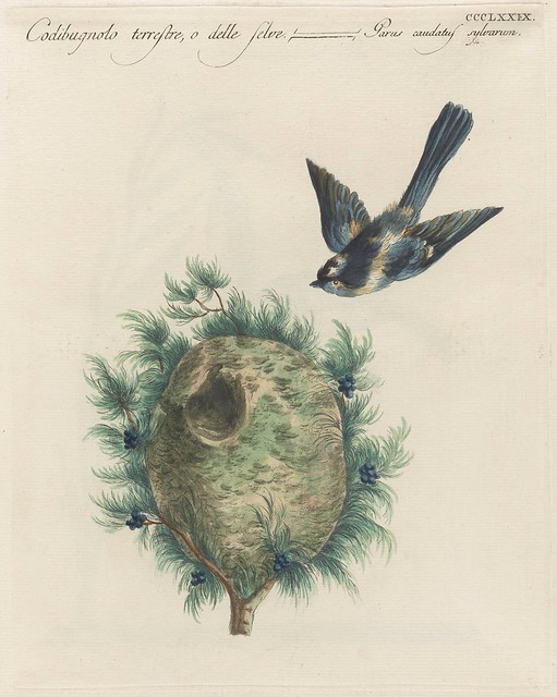 action sketch of long-tailed tit