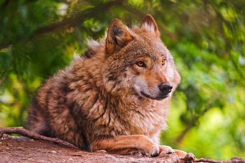 フリー写真素材|動物|哺乳類|狼・オオカミ|