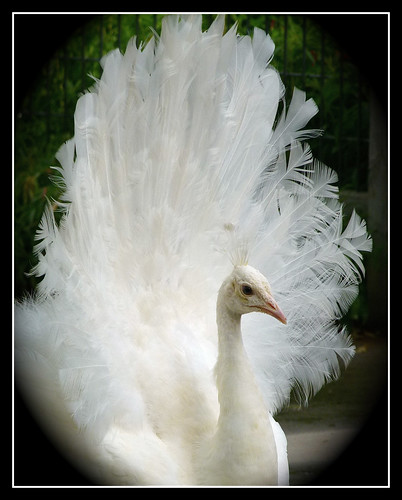 White Peacock by Pat L.314