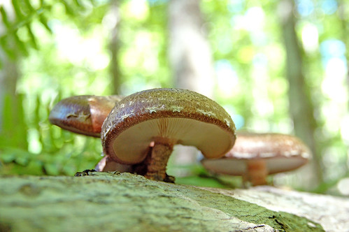 enchanted forest shiitakes.