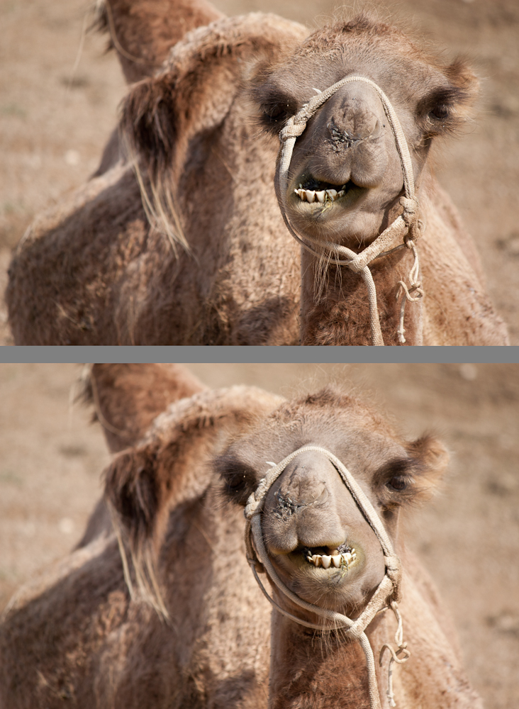 Camel Chew