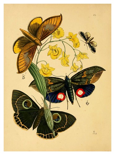 012-The cabinet of oriental entomology…1848- John Obadiah Westwood
