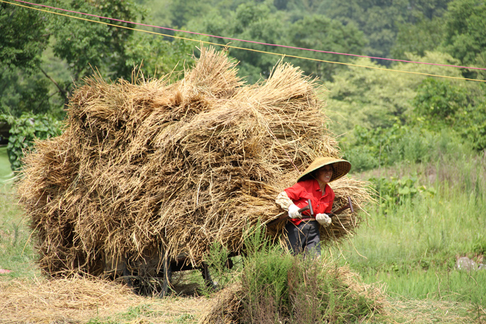 Carrying Rice in Yangshuo, China