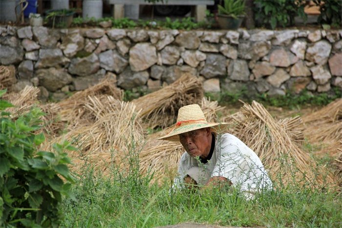 Man in Rice Field