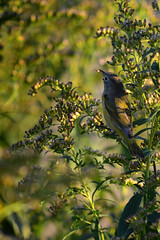 Common Yellowthroat DSC_0214 by Mully410 * Images