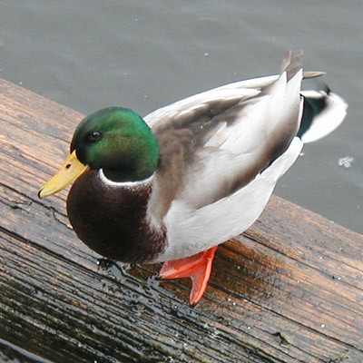 mallard-duck